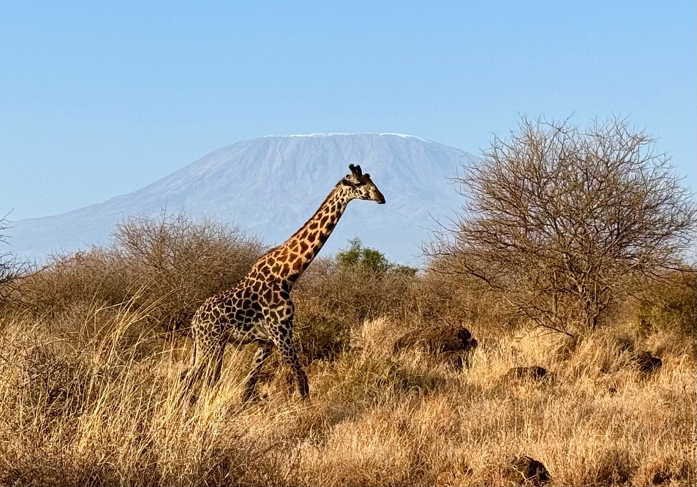 10-Days Classic Kenya & Tanzania Safari Adventure